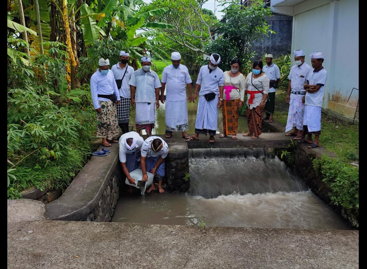Penebaran Benih Ikan Mujair di Saluran Irigasi